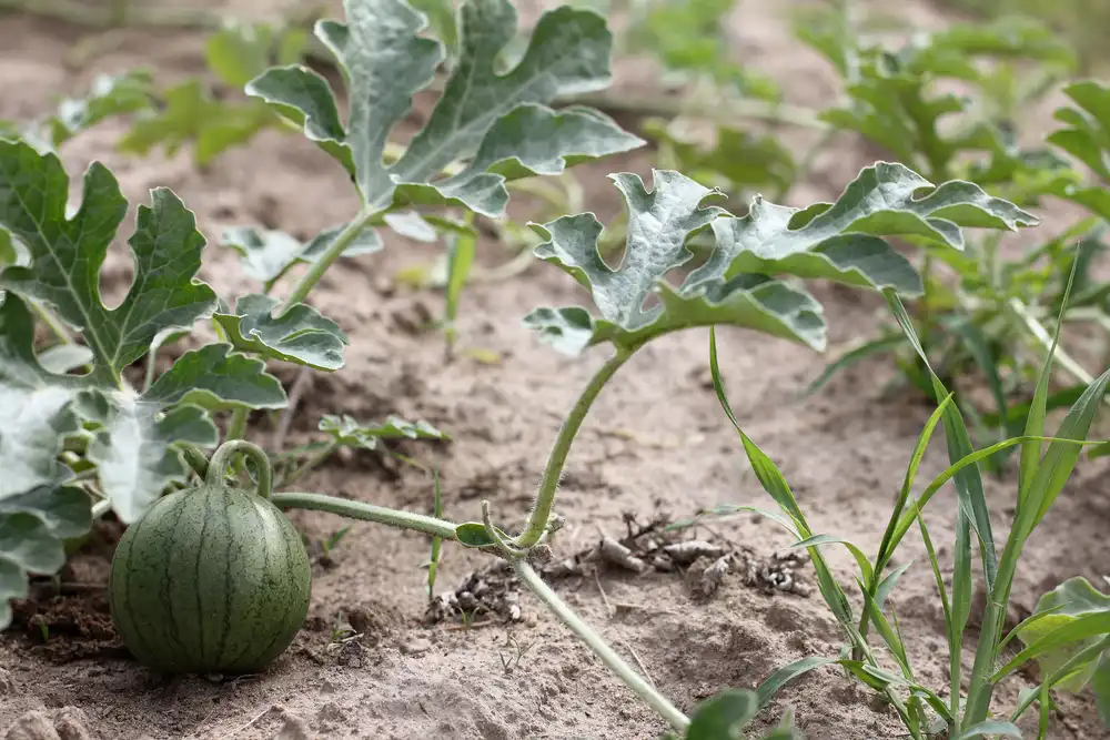 Melón rastúci na záhrade medzi listami a suchou pôdou, pripravený dozrieť.