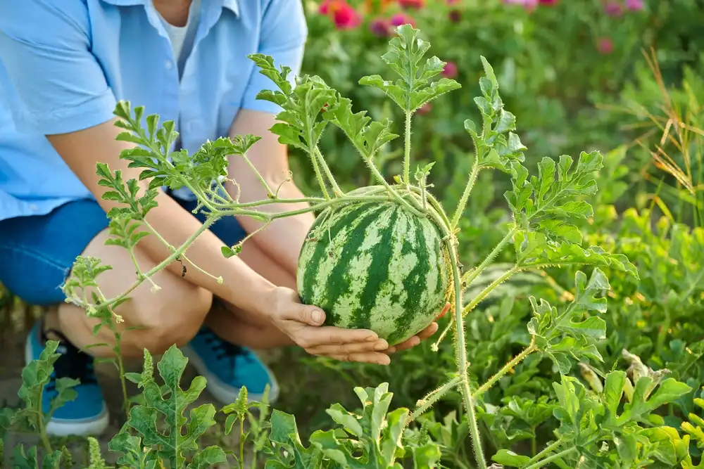 Ruka záhradníka držiaca zelený melón priamo na rastline, pripravený na zber.