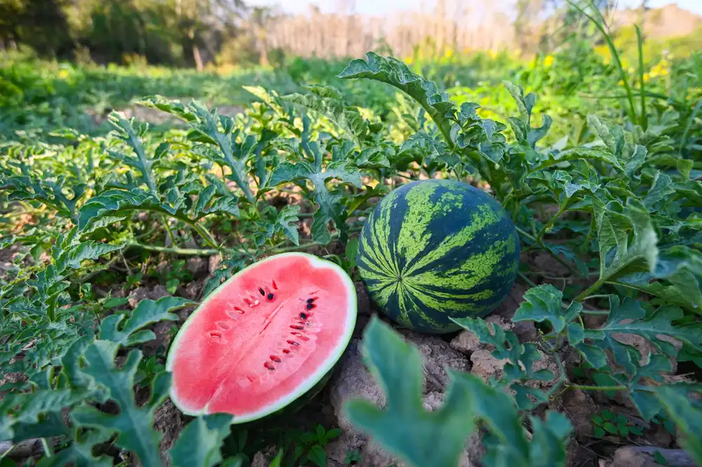 Zrelý vodný melón rozrezaný na poli ukazujúci šťavnatú červenú dužinu.