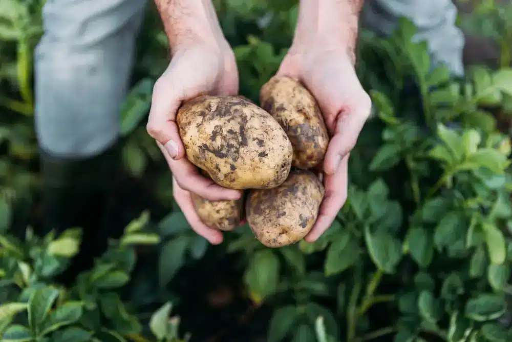 Farmár drží čerstvo vykopané zemiaky z pôdy.