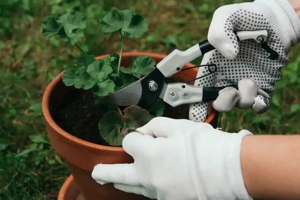 Zaštipovanie muškátov na jar. Detailný pohľad na rukavice a nožnice pri úprave rastliny.